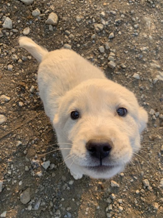 house sitting profile, puppy, gravel, puppy face