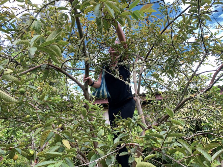 woman, climbing tree, sky, clouds, tree, bag, house sitting etiquette