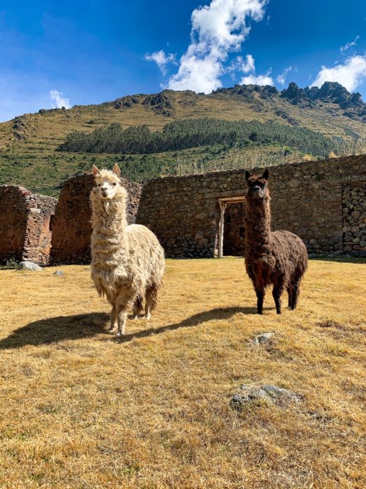 Pumamarca, alpaca, Inca ruins, mountains, clouds, sky, grass, Ollantaytambo, Sacred Valley