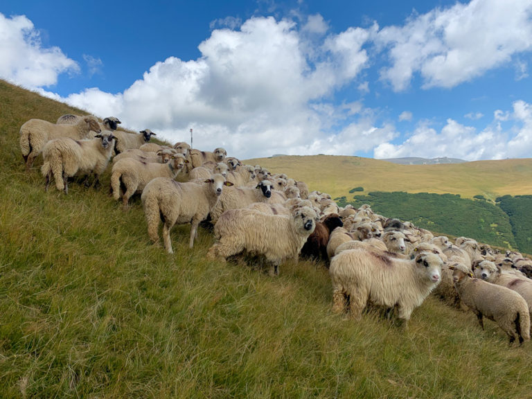 sheep, hiking in Bucegi Natural Park, clouds, sky, grass