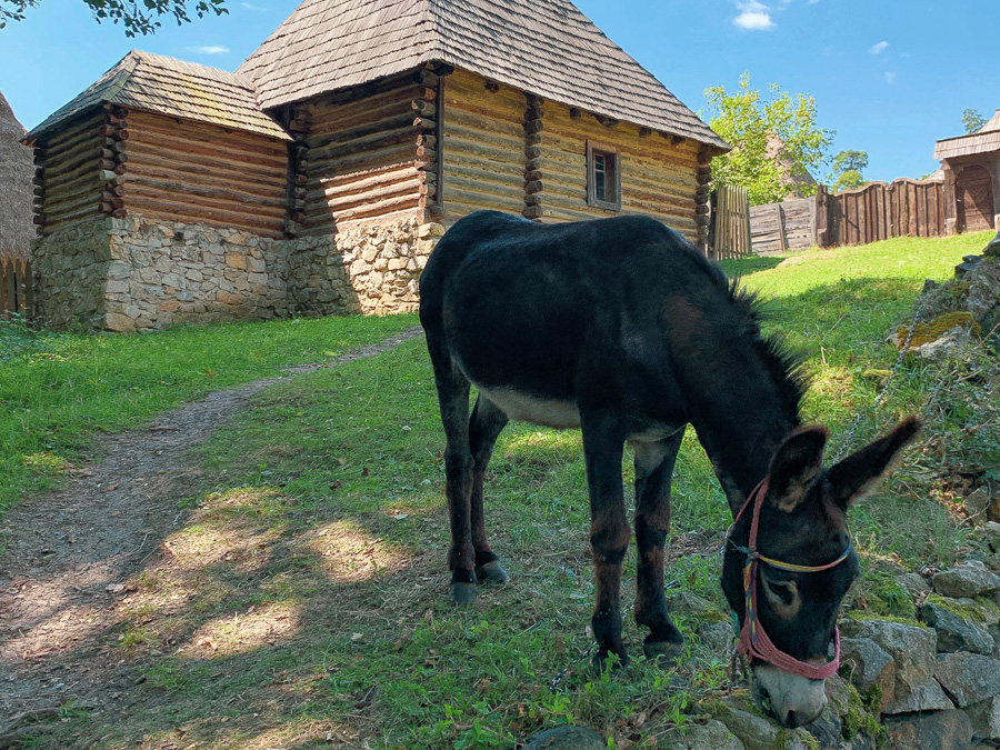 Muzel Astra, Astra Folk Museum, traditional wood houses, grass, traditional homes of Romania, open air museum, things to do in Transylvania, day trips from Sibiu, Romania, donkey, stones, grass, path, wood fence, sky