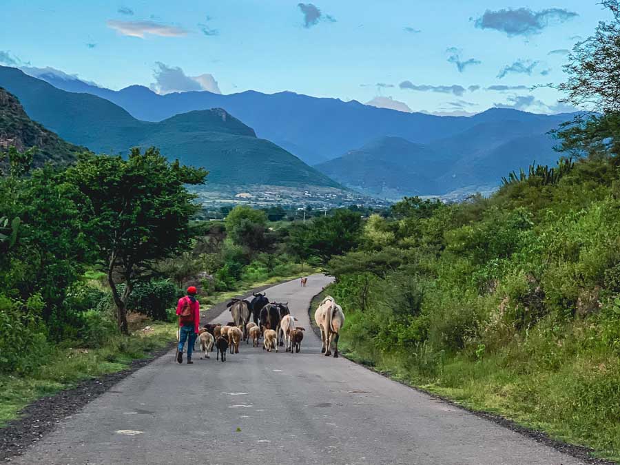 Dainzû ruins, things to do from Oaxaca to Mitla, Oaxaca East Valley, shepherd, cow, sheep, dog, village, trees, mountains, clouds, sky, grass, Valles Centrales