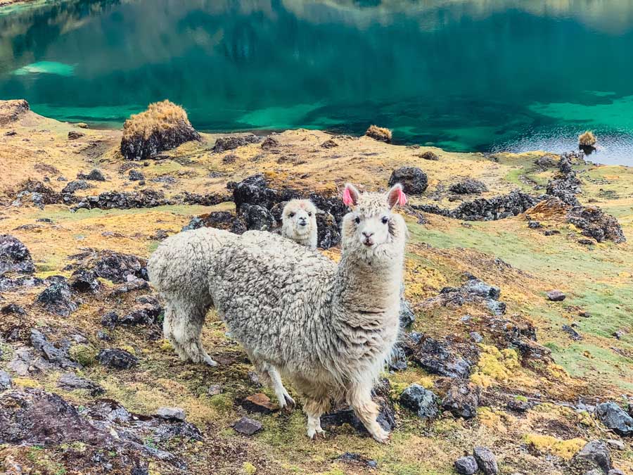 alpaca, lake, lares valley, mom and baby alpaca, stones