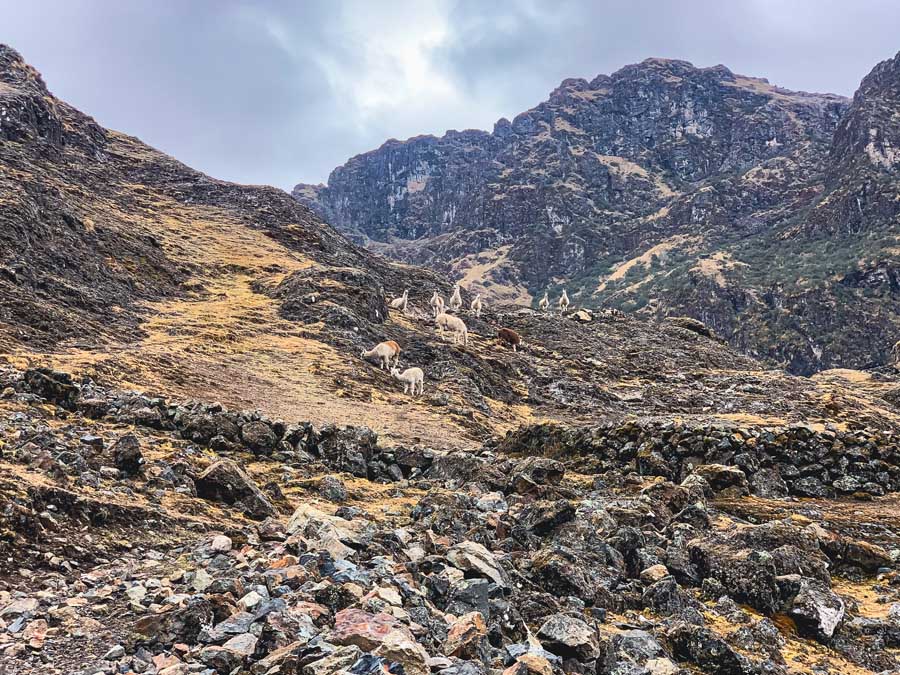 lares trek, alpaca, mountains, path, rocks, stones, andes mountain, alternative trails to machu picchu