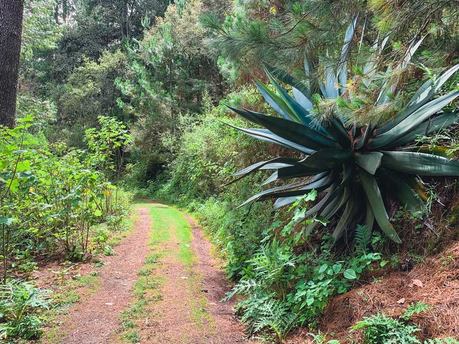 La Cumbre Ixtepeji is one of the best day trips from Oaxaca for nature lovers