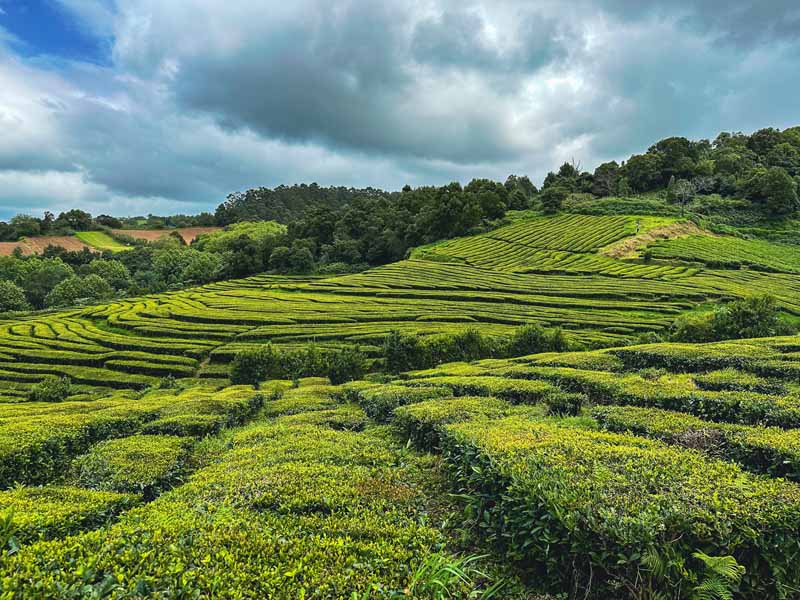 Walking through the tea plantations at Chá Gorreana Azores