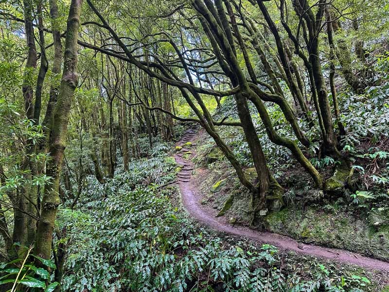 beautiful forest path of the salto do prego trail with wooden steps