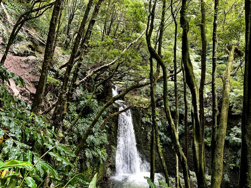 Salto do Prego waterfall surrounded by moss covered trees 