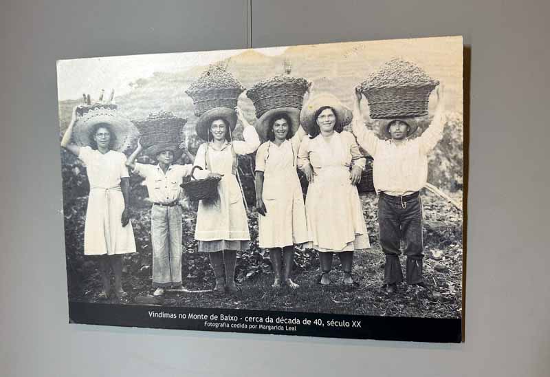 black and white photo of women and men grape pickers carrying huge baskets of grapes on their heads